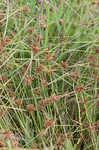 Purpleplume flatsedge